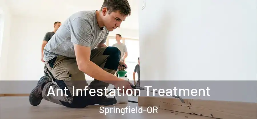 Ant Infestation Treatment Springfield-OR