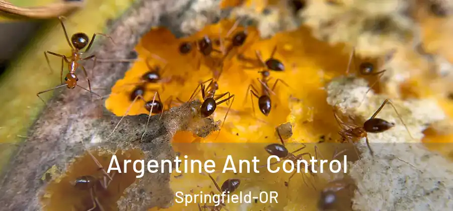 Argentine Ant Control Springfield-OR