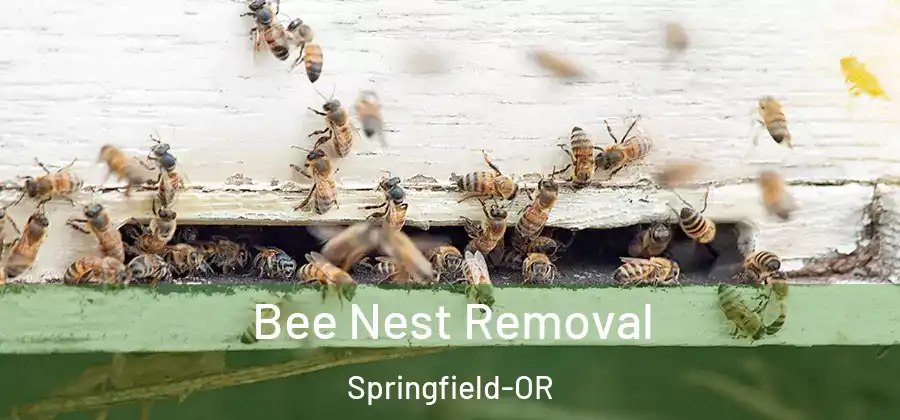 Bee Nest Removal Springfield-OR