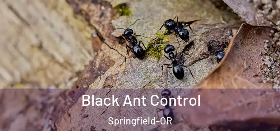 Black Ant Control Springfield-OR