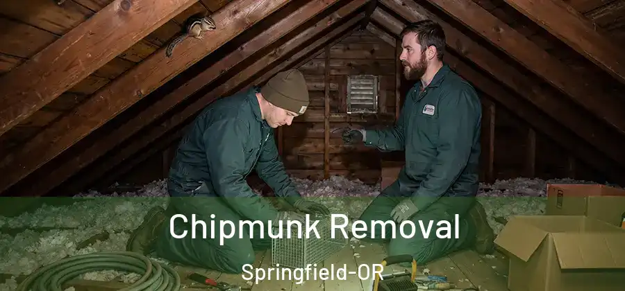 Chipmunk Removal Springfield-OR