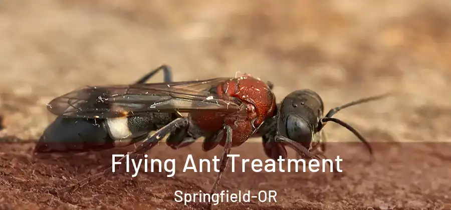Flying Ant Treatment Springfield-OR