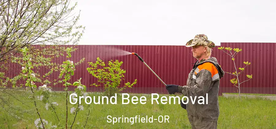  Ground Bee Removal Springfield-OR