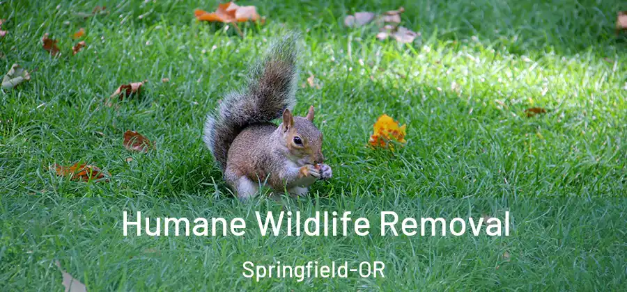Humane Wildlife Removal Springfield-OR