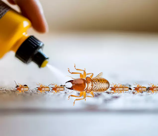 Reliable Bora Care Termite Experts in Springfield, OR