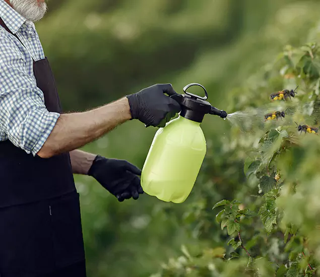 Your Carpenter Bee Service in Springfield, OR