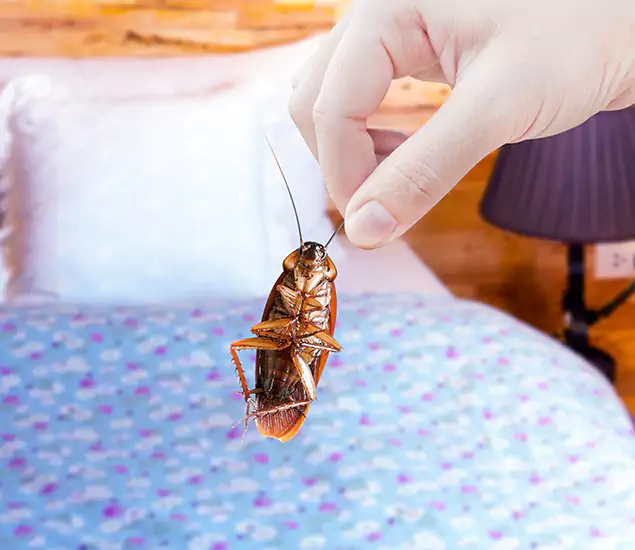Expert Roach Control Services: Your Cockroach Pest Control in Springfield, OR