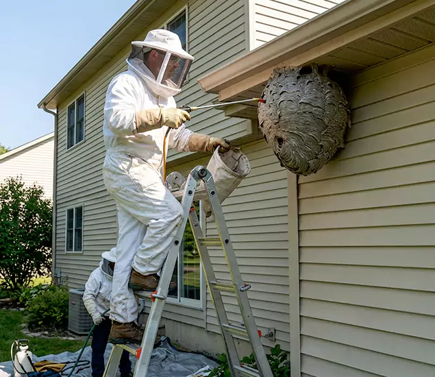 Expert Wasp Nest Removal: Your Local Wasp Nest Removal Company in Springfield, OR