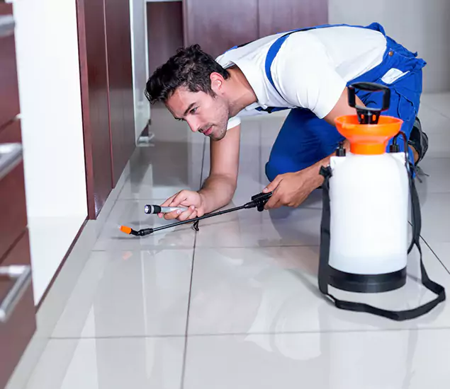 Reliable Professional Mouse Removal: Your Best Mouse Control Company in Springfield, OR