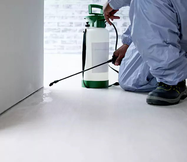Affordable Pest Control Experts in Springfield, OR