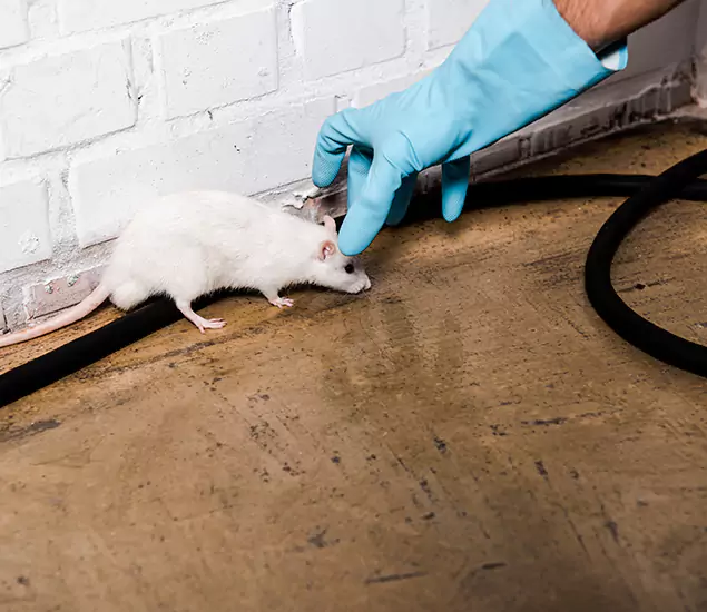Your Pest Control Partner in Springfield, OR