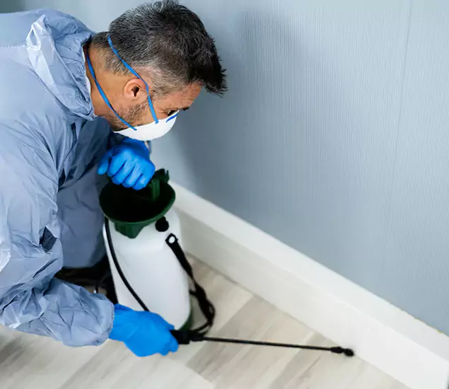Reliable Termite Cost Experts in Springfield, OR