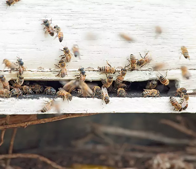 Trusted Termite Exterminator Experts You Can Rely On in Springfield, OR