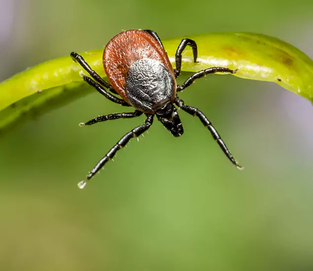 Your Trusted Tick Pest Control in Springfield, OR