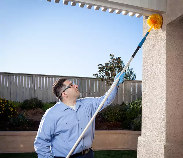 Your Trusted Wasp Removal Company in Springfield, OR