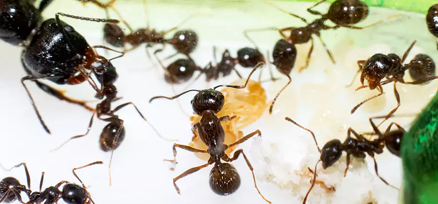 Argentine Ant Barrier Treatment in Springfield