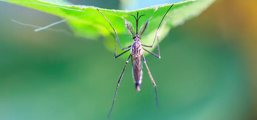 Natural Mosquito Spray for Yard in Springfield