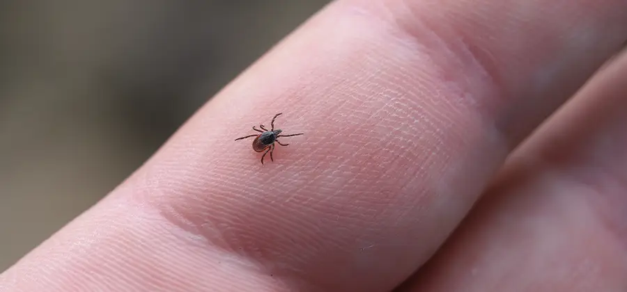 Infection Prevention for Bed Bug Bites in Springfield