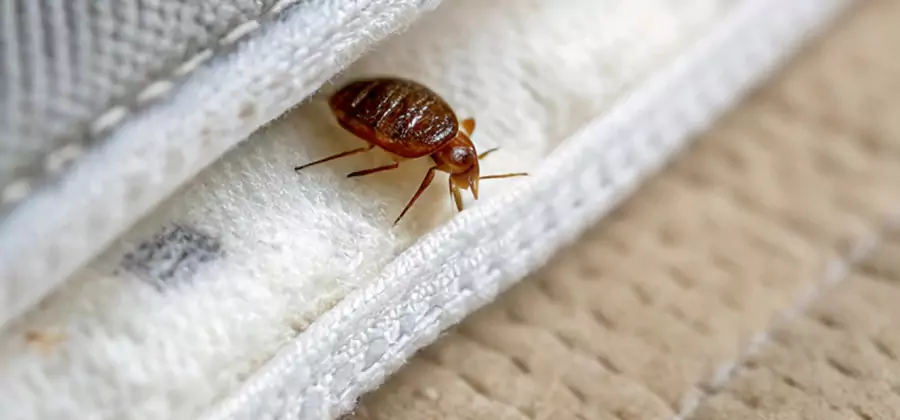 Tenting Bed Bug Fumigation in Springfield