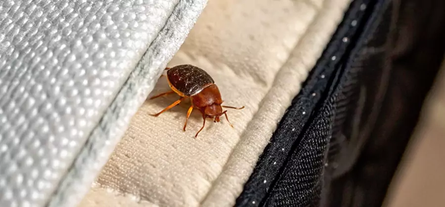 Commercial Bed Bug Control in Springfield
