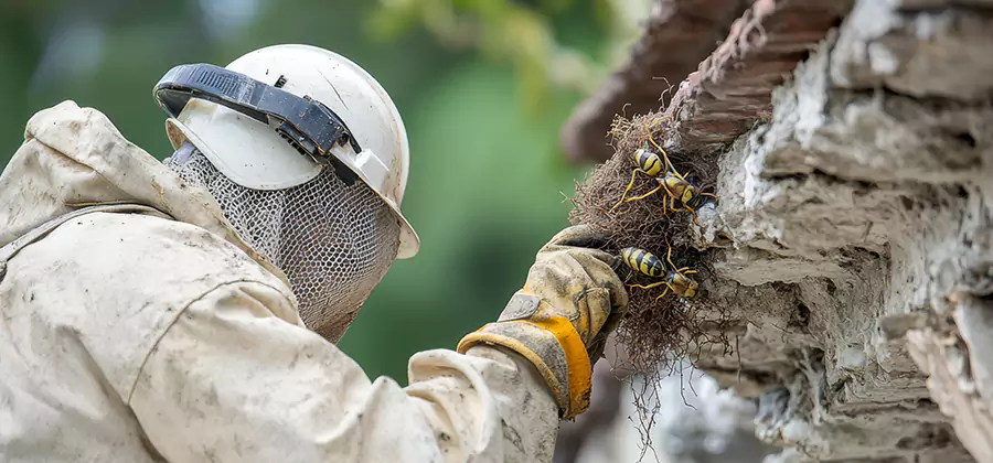 Bee and Wasp Hornet Removal in Springfield