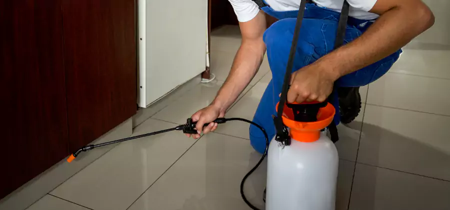 Palmetto Bug Exterminator in Springfield
