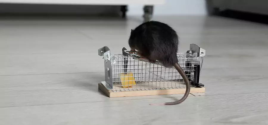 Mice in Attic Removal Springfield