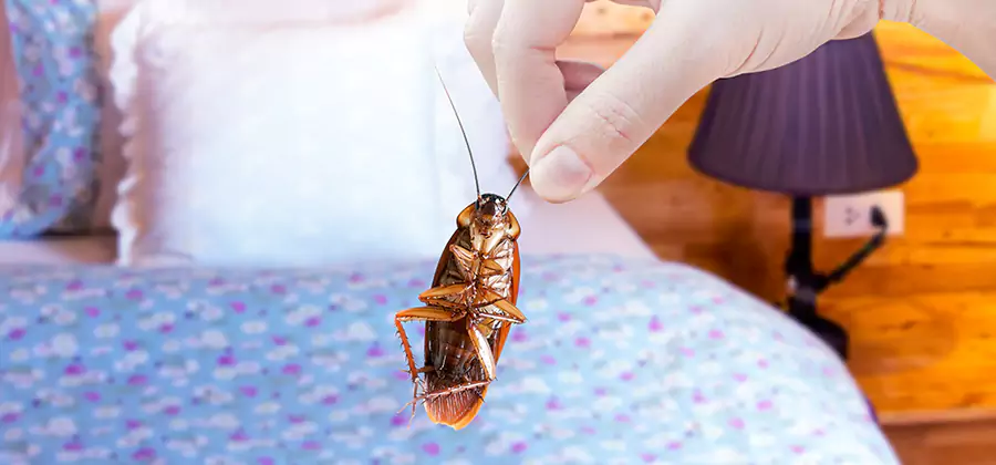Fast Roach Elimination in Springfield