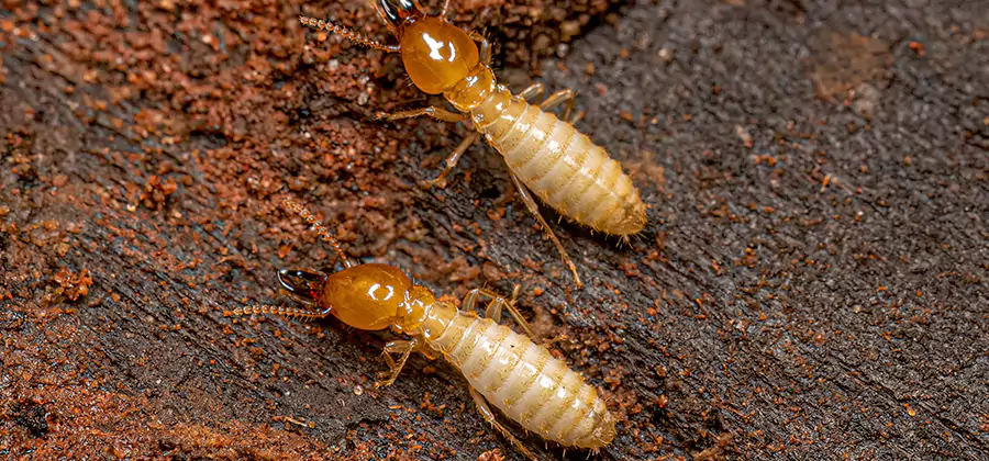 Structural Heat Termite Treatment in Springfield