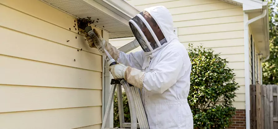 Wasp Nest in Wall Removal in Springfield