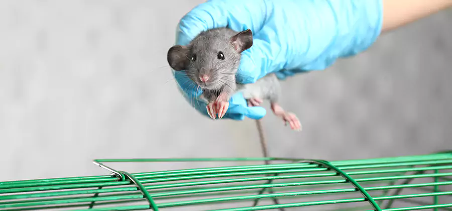 Humane Rat Trapping in Springfield