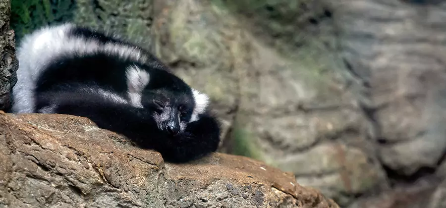 Humane Skunk Removal in Springfield