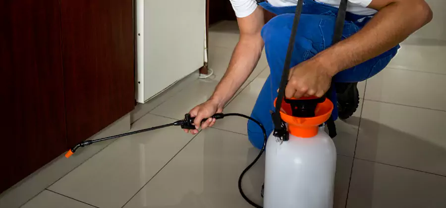 Indoor Insect Killer Solutions in Springfield