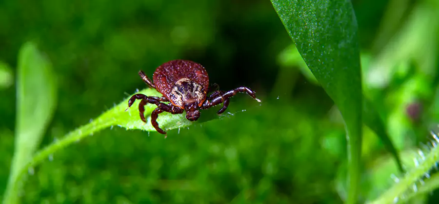 Tick Prevention for Yard in Springfield