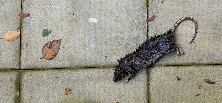Mice in the Attic Removal in Springfield