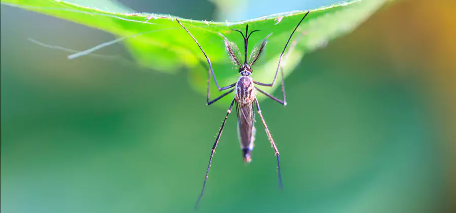 Pest and Mosquito Control for Yard and Patio in Springfield