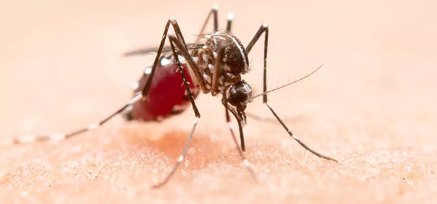 Pond Mosquito Control and Water Treatment in Springfield