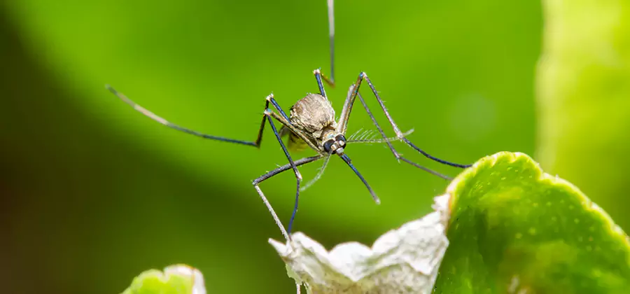 Natural Outdoor Mosquito Repellent in Springfield