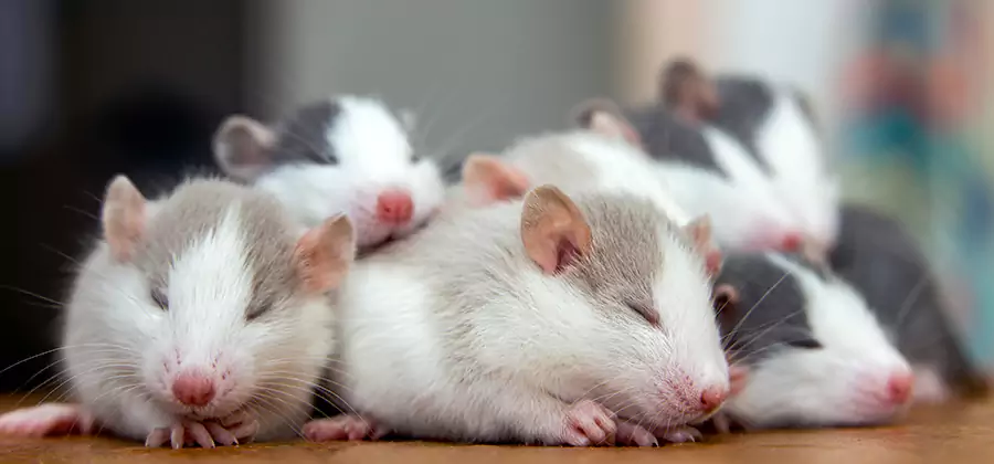 Rat Infestation Exclusion Service in Springfield