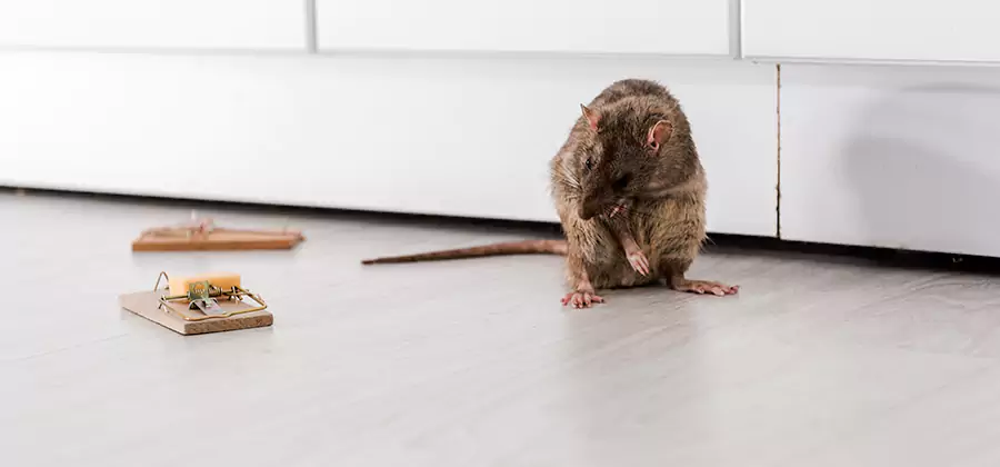 Rat Baiting Removal Service in Springfield