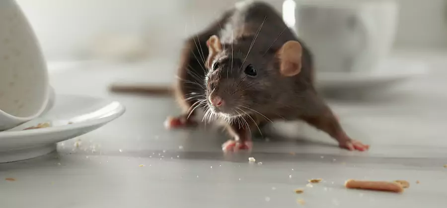 Attic Rat Exclusion Service in Springfield