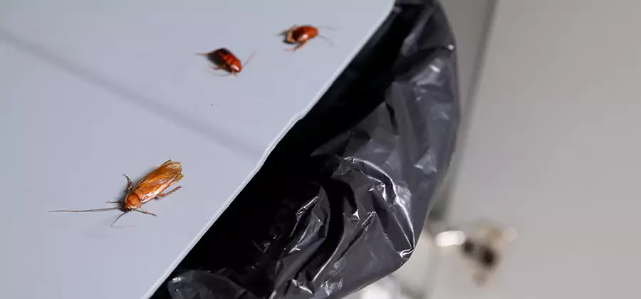German Roach Pest Control in Springfield