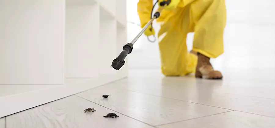 Roach and Bed Bug Exterminator in Springfield
