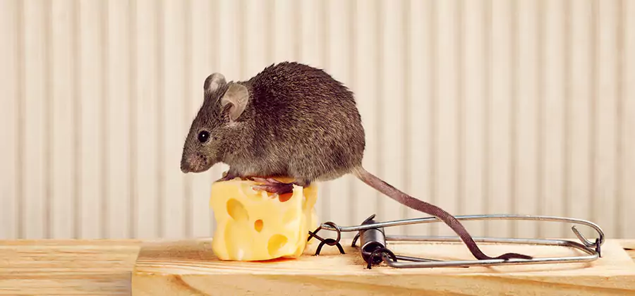 Commercial Rodent Exclusion Services in Springfield