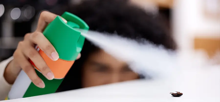 Child Safe Bed Bug Treatment in Springfield