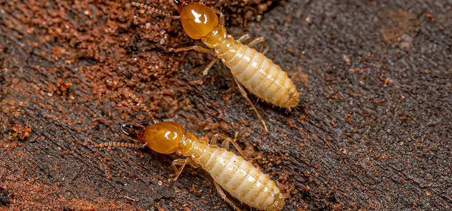 Sentricon Residential Termite Control in Springfield