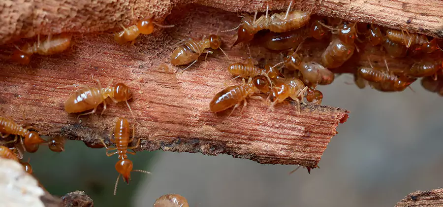 Perimeter Soil Termite Treatment in Springfield