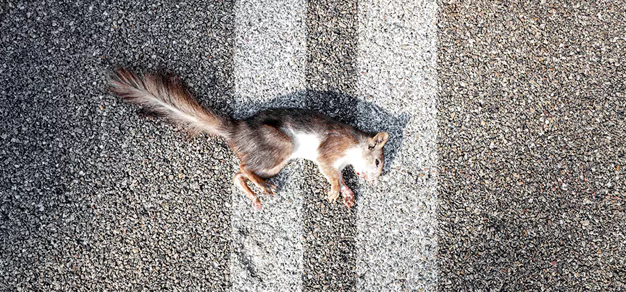 Dead Squirrel Removal in Springfield