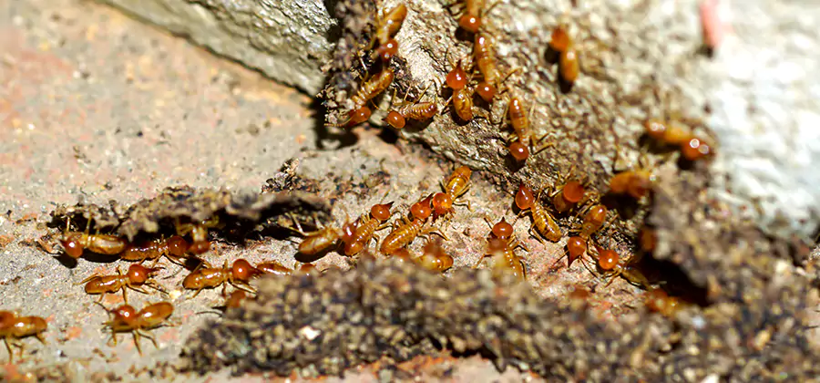 Wood Treatment and Localized Termite Solutions in Springfield