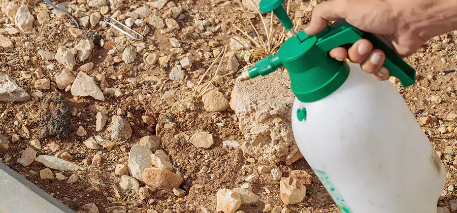 Heat Treatment Termite Cost in Springfield